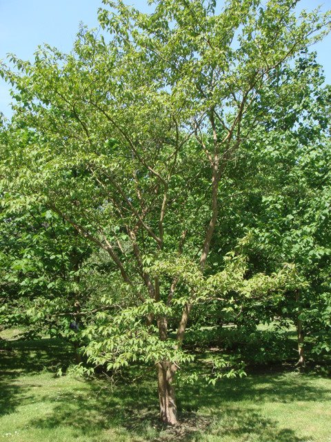 Stuartia pseudocamellia
